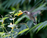 Female Ruby-throated Hummingbird 1