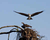 Pair of Ospreys