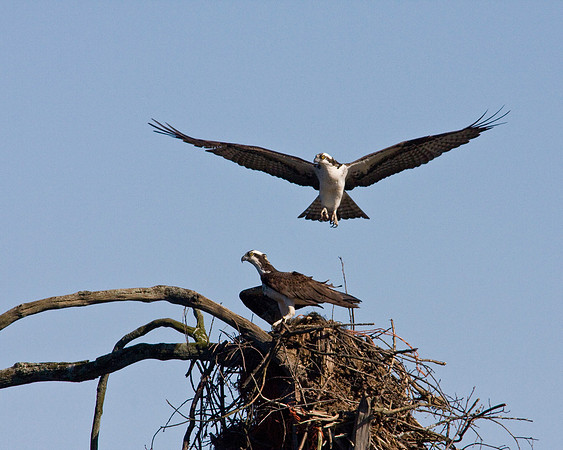 Pair of Ospreys