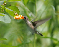 Female Ruby-throated Hummingbird 2