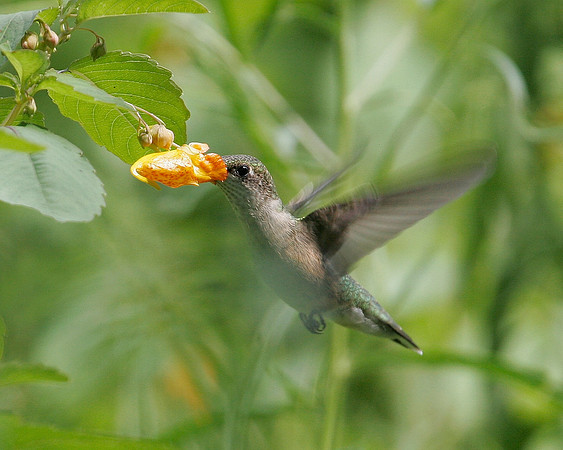 Female Ruby-throated Hummingbird 2