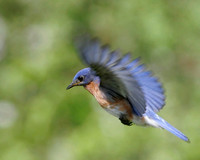 Male Bluebird in Flight