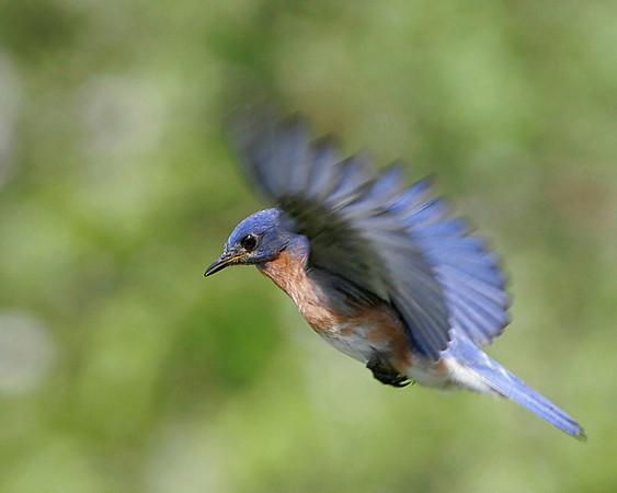 Male Bluebird in Flight