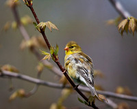Female Goldfinch...aka Canary 2