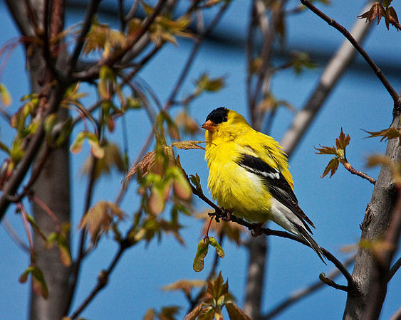 Male Goldfinch...aka Canary 3
