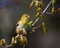 Female Goldfinch...aka Canary 1