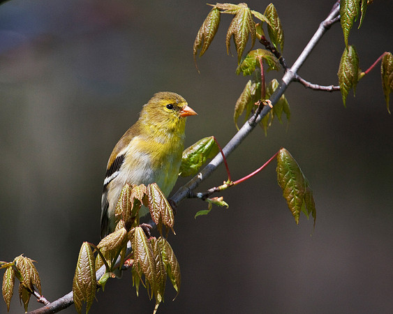 Female Goldfinch...aka Canary 1
