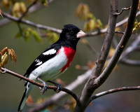 Male Rose-breasted Grosbeak