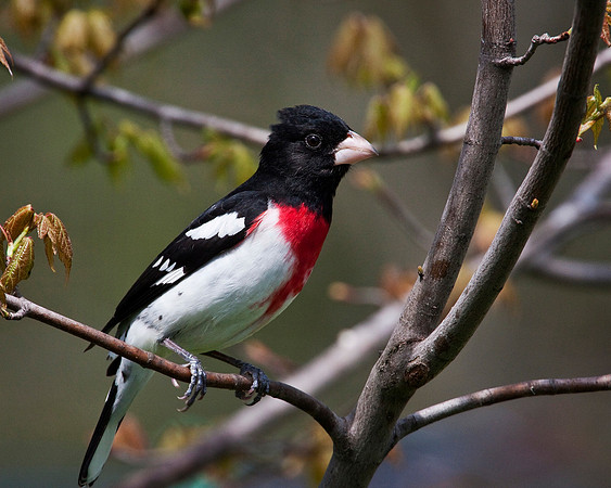 Male Rose-breasted Grosbeak