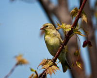 Female Goldfinch...aka Canary 4