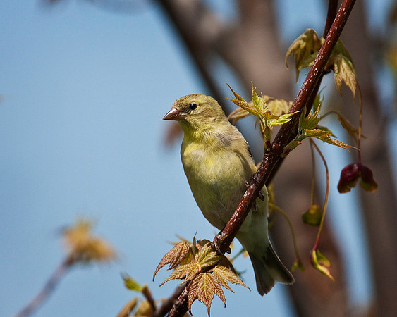 Female Goldfinch...aka Canary 4