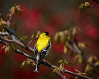 Male Goldfinch...aka Canary 1