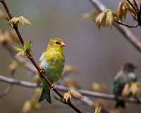 Female Goldfinch...aka Canary 3
