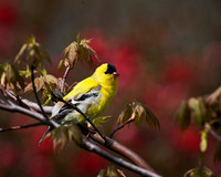 Male Goldfinch...aka Canary 4