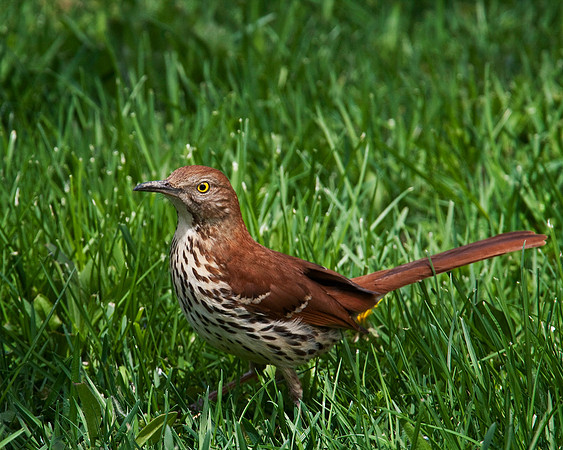 Brown Thrasher