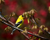 Male Goldfinch...aka Canary 2