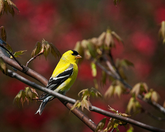 Male Goldfinch...aka Canary 2